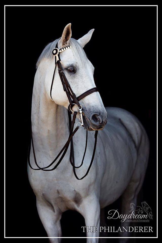 Total Impact Riding Horse/Hack Show Bridle (snaffle)