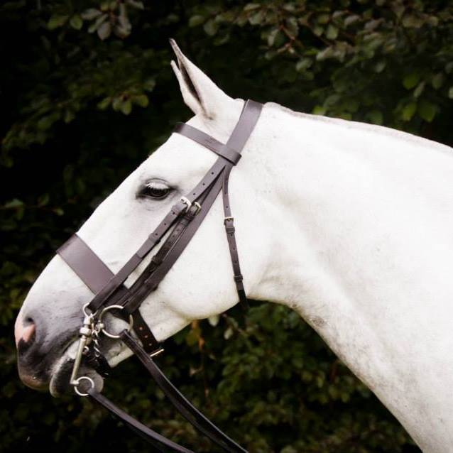 Grey cob wearing cob bridle