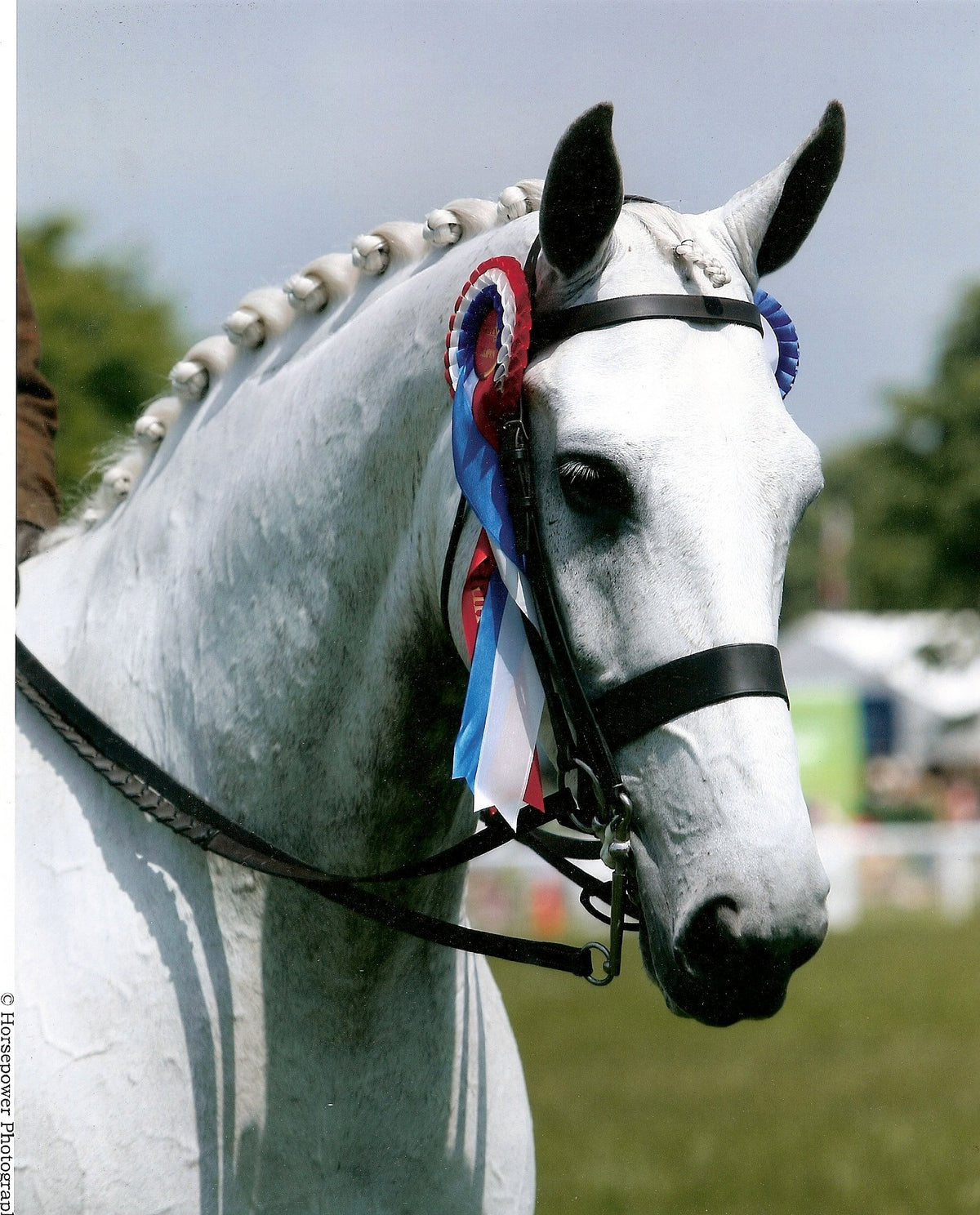 HW Hunter Silverstream wearing Hunter Bridle
