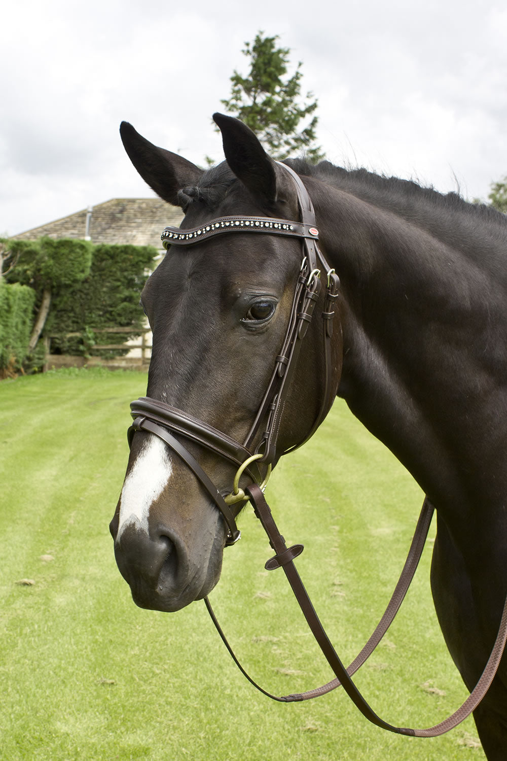 John Whitaker Lynton Bridle with changeable browband Flash